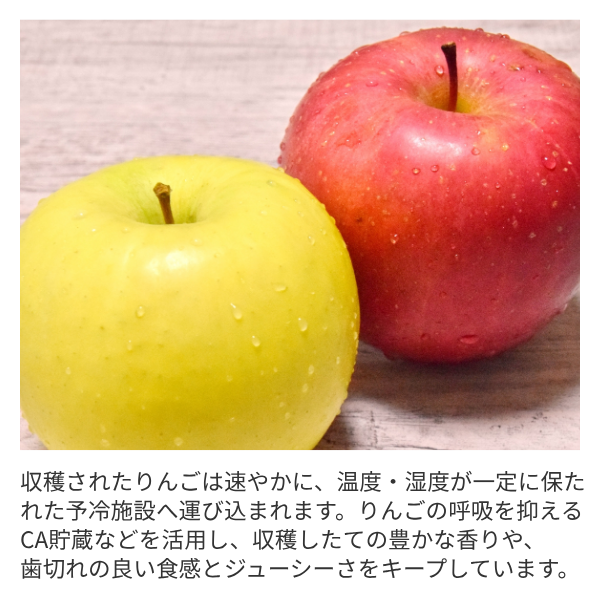太陽ふじの商品画像 4